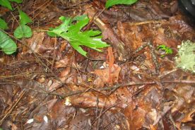 A red eft – the juvenile stage of the Eastern newt – is all but hidden on the forest floor.