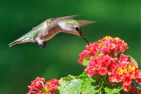 6d6c38f6-737e-11ea-be96-1244d5f7c7c6-hummer