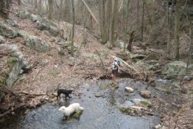 Hoop Hole upper and lower loops with puppies