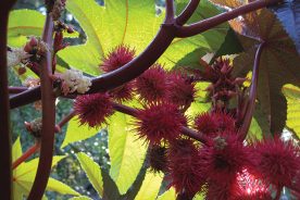 The white flowers, clumped along the stem, are easy to miss. They expand into clusters of spiky scarlet seedpods containing ricin-laced “beans.”