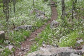 The Appalachian Trail on Whitetop Mountain.