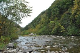 The North Fork of the South Branch of the Potomac River runs through the property at Harman’s, as well as behind Cabin No. 17.