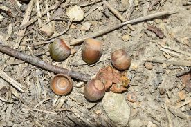 White oak acorns