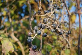 Summer grapes often grow along country roads like this one in Botetourt County, Virginia.