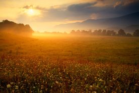 Morning fog hovers low in Tennessee's Cades Cove.
