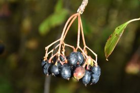 The common black haw is an important wildlife food in late fall and early winter, as well as a nice snack for us.