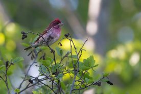 71b5aa62-4c03-11ee-b211-12163087a831-Purple-Finch-1---photo-by-Michael-Todd