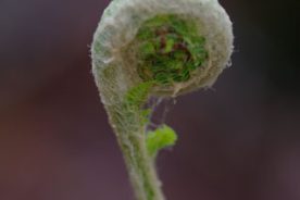 Fiddlehead fern