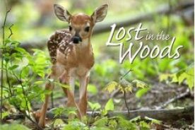 A photographic essay book by Carl L. Sams II and Jean Stock