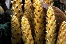 74f8ef84-fbfa-11ee-92b3-12163087a831-5-2024bearcorn5-2024