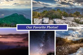 761431f8-a4f1-11e5-913a-22000b078648-Collage