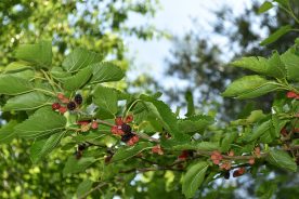 Wild red mulberries growing along a Botetourt County, Virginia backroad.