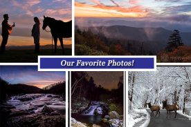 78e27d6c-b57d-11e5-abd8-22000b078648-Collage