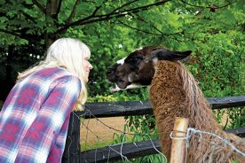 Diane Vogt visits Christian the Llama.