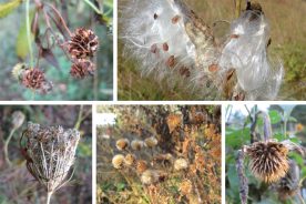 Top Left: Wingstem’s distinctive seed clusters. Top Right: Milkweed pods releasing fluff-borne seeds to ride the wind. Bottom Left: Seedheads of Queen Anne’s Lacelook like little birds’ nests. Bottom Center: Asters have seeds with fluffy parachutes to carry them on the wind. Bottom Right: The bowed seedhead of torch tithonia (Mexican sunflower)