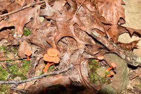 Cinnabar chanterelles growing in a Roanoke County, Virginia hardwood stand.