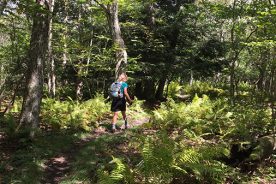 On the way to Wind Rock, the AT crosses a 4,000-foot plateau.