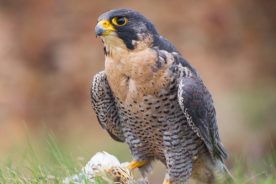 7ae26ea8-efcb-11e7-a765-121bebc5777e-Peregrine-Falcon