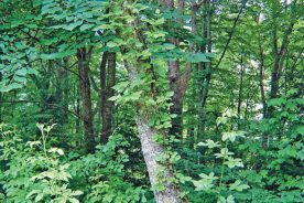 Poison ivy grows not only in rich woods, but also fields, pastures, banks, up trees and along fences.
