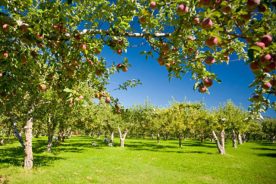 7ce0d30a-e191-11e1-a44c-1231394043be-revheritage-apples