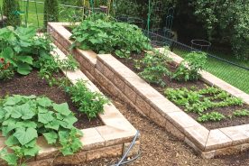 This was the look of the raised beds less than a month after they were built.