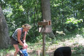 Gail's theory is that bears tear at the wooden signs along trails.