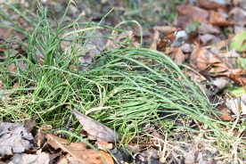 Wild onions growing in the author’s Botetourt County, Virginia front yard.