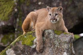 805e402a-0fa7-11e5-af03-22000b078648-Cougar