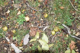 Bits and pieces of mockernut hickory nuts litter the ground in this region’s fall forests.