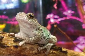 Gray Treefrog (Hyla versicolor)