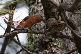 844eb1d2-814c-11ed-8fbd-12b3f1b64877-Red-Crossbills-by-Michael-Todd