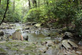 A creek runs along the 10-mile, grave Parson Branch Road.