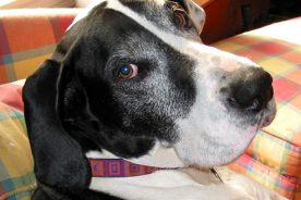 Oney's jumping days are behind him.