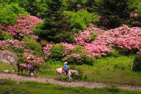 Horseback riding among the gorgeous rhododendron blooms.