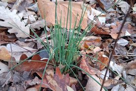 Wild garlic growing in Fayette County, West Virginia.