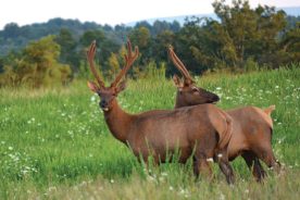 Elk viewing has become more accessible in the Virginia mountains.