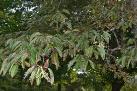Sourwood leaves are edible and the blooms attract honeybees.