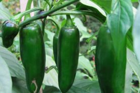 Heatless hybrid Felicity jalapenos set abundant long, tapering fruits.