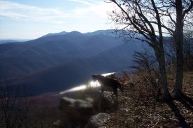 Cookie exploring the edge, and the view over the James River and beyond.