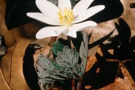 901e31ac-f50f-11ef-8d7e-12163087a831-3-2025bloodroot--credit-Joe-Cook-and-Monica-Sheppard
