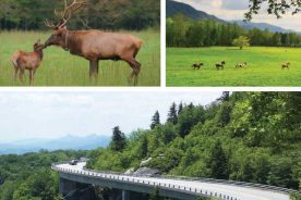 906638aa-37c0-11e6-bbc4-129cbb969ec3-Happy100th