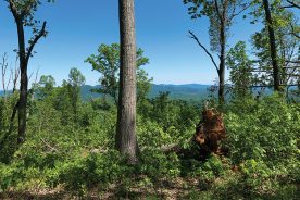 Among the benefits of the 960-acre conservation in McDowell County, North Carolina, are protections of rare species and of headwater streams.