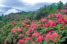 Roan Mountain Gardens