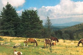 92a65574-732c-11e8-8a0a-12408cbff2b0-Vanishing-Balds