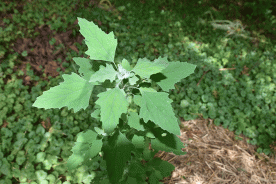 Lamb’s quarter growing along the author’s chicken run.