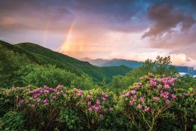 At North Carolina’s Craggy Gardens, the passage of a storm highlights rhododendron color.