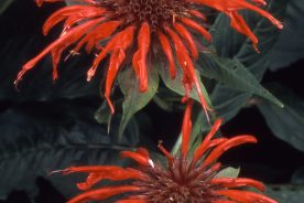 92d3ec46-2280-11ef-87f7-12163087a831-7-2024beebalm--credit-Joe-Cook