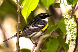 931ea432-2047-11f0-b2b0-12163087a831-Yellow-rumped-Warbler---photo-by-Mike-Blevins