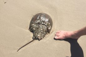 May 1: The horseshoe crab, given its origin 450 years ago, is consider a living fossil. The foot is not quite that old.
