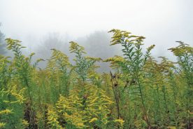 Cone Estate Goldenrods